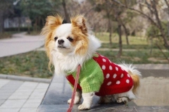 dog clothes