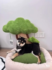 The dog's den is soft and comfortable
