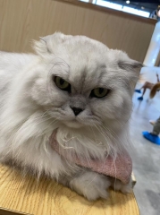 Evil kitten