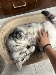 xiaomao
