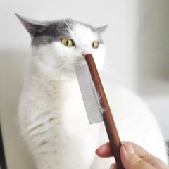 The cat combs the fur to remove the dirt from the fur