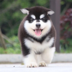 dog dog