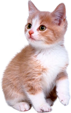cat cat cat