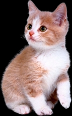 cat cat cat