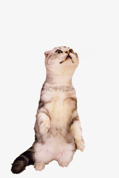Cat Teaser Stick