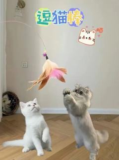 Cat Teaser Stick is a very interesting toy that usually includes a long pole and a short tail, with some plush toys or bells tied to the tail. When waving the cat teaser stick, the