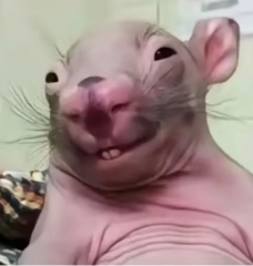 mouse