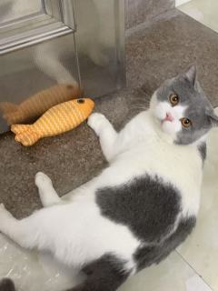 Cat's fish - shaped toy cat fish