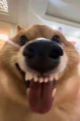 sdas
