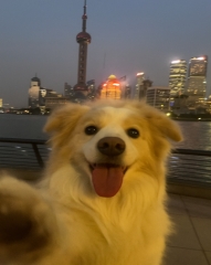 dog