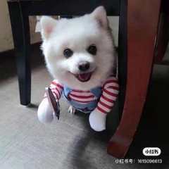 dog