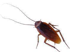 cockroach