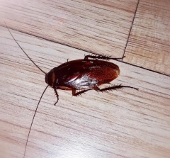 广东双马尾